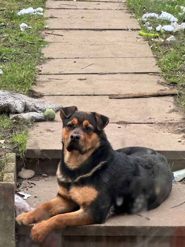 Half Rottweiler German Shepherd - Image 2 of 3