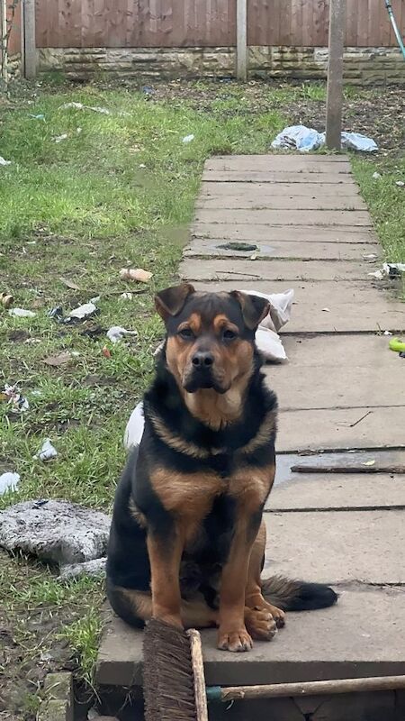 Half Rottweiler German Shepherd - Image 3 of 3