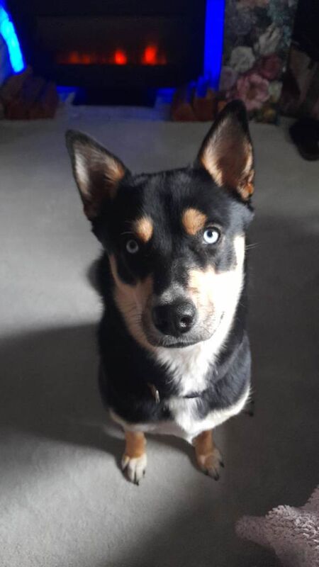 Rottweiler puppies for sale in West Malling, Kent – 2 years old