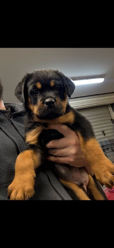 Rottweiler puppies for sale in Londonderry, County Londonderry – KC registered, 7 weeks old