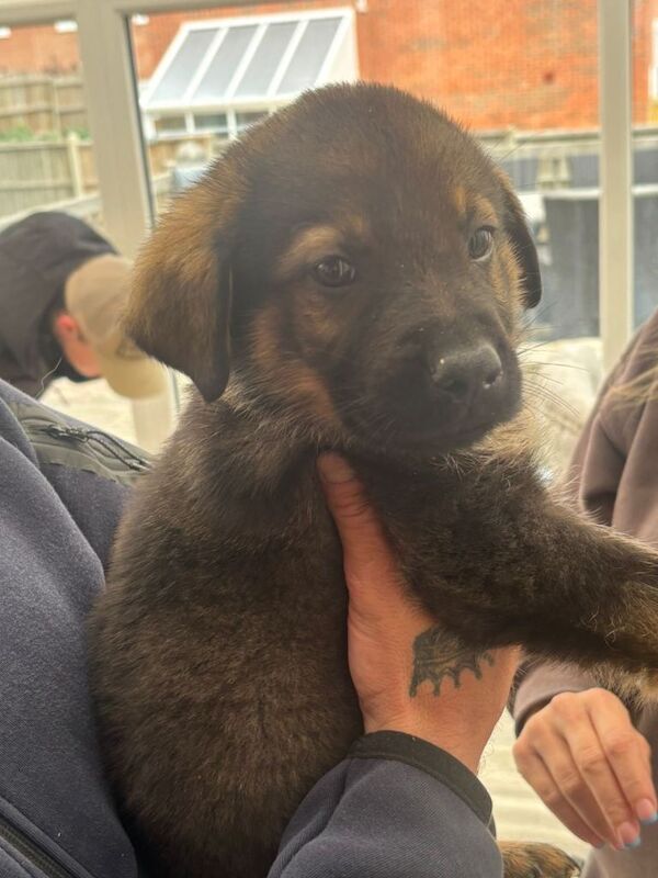 Jerman shepherd cross Rottwiler - Image 2 of 6