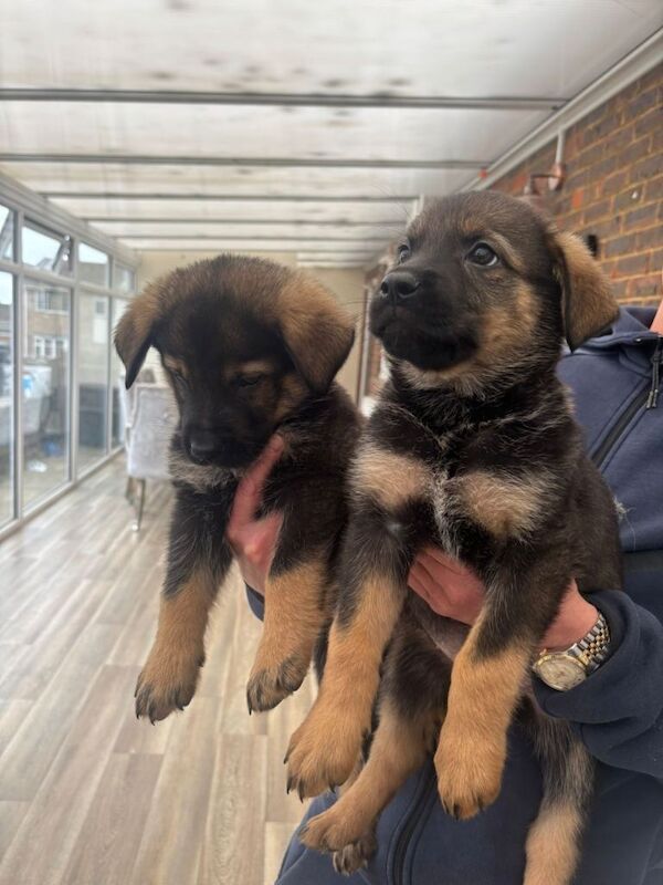 Jerman shepherd cross Rottwiler - Image 3 of 6