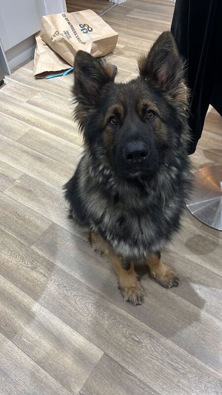 Jerman shepherd cross Rottwiler - Image 4 of 6