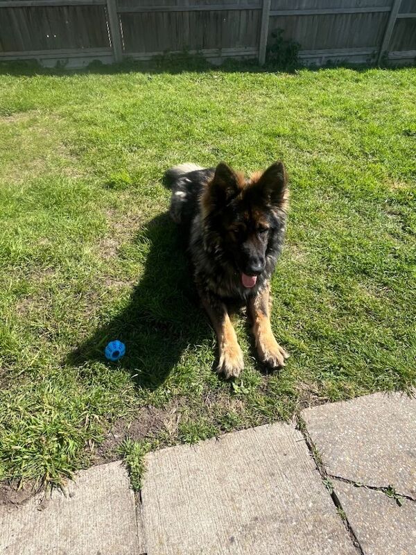 Jerman shepherd cross Rottwiler - Image 5 of 6