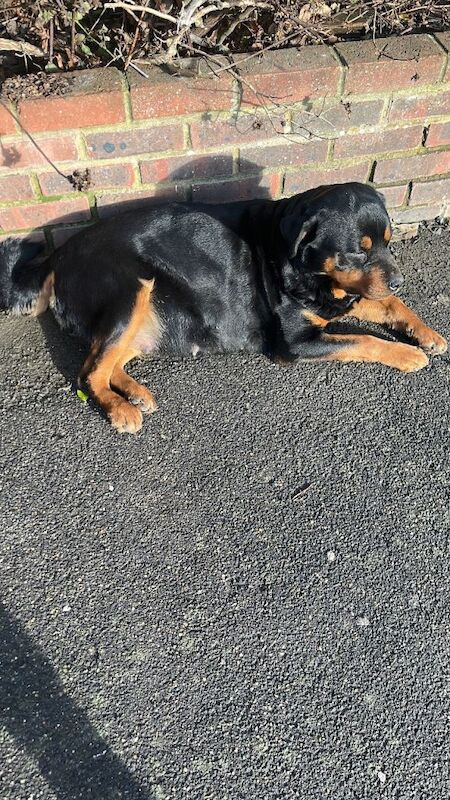 Jerman shepherd cross Rottwiler - Image 6 of 6