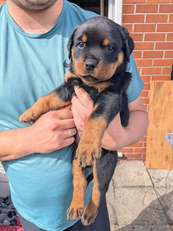 KC reg Male Rottie pups