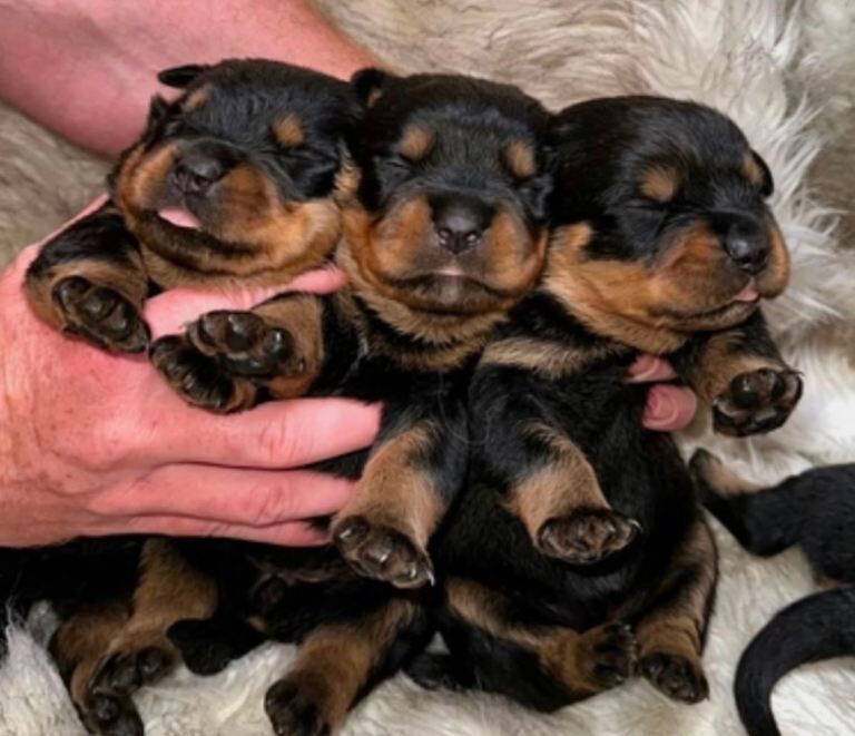 Kennel Club Registered Rottweiler Puppies For Sale
