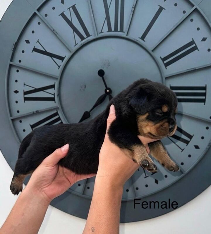 Kc reg Rottweiler puppies - Image 2 of 6