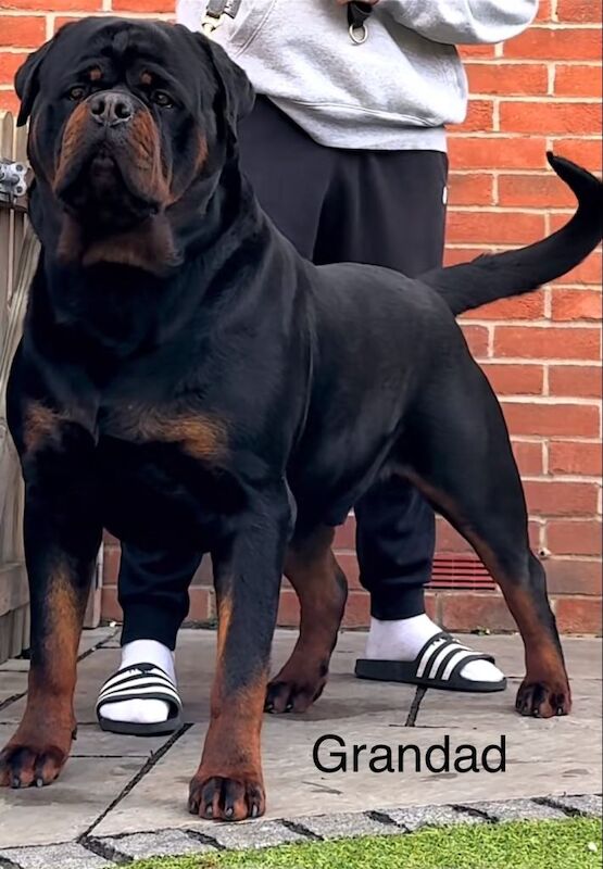 Kc reg Rottweiler puppies - Image 3 of 6