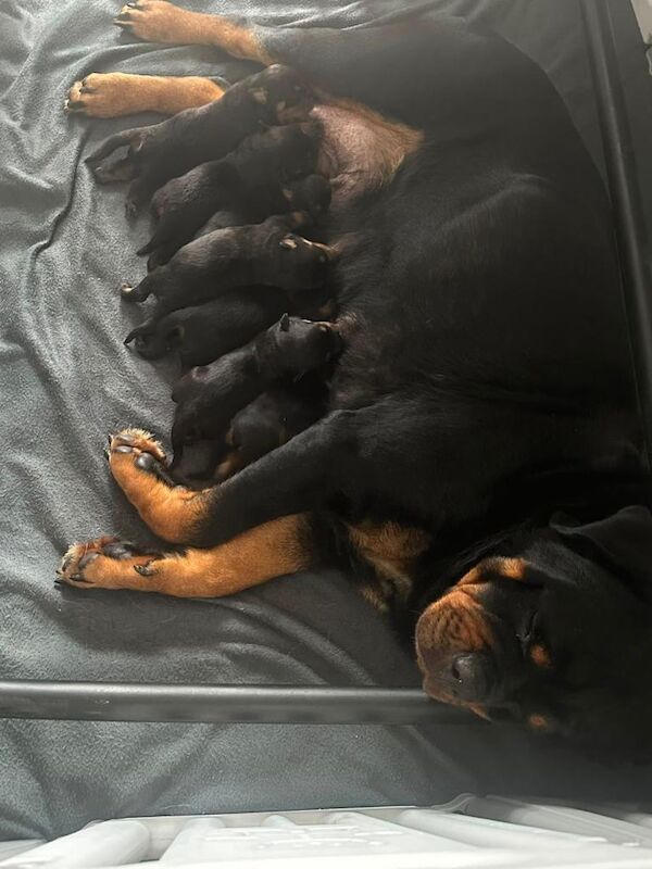 Kc reg Rottweiler puppies - Image 4 of 6