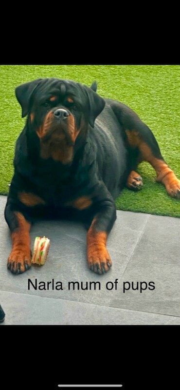 Kc reg Rottweiler puppies - Image 5 of 6