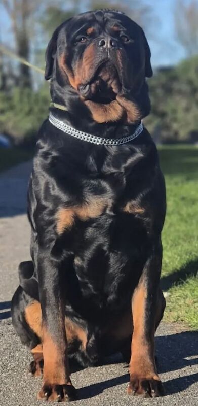 Kc reg Rottweiler puppies - Image 6 of 6