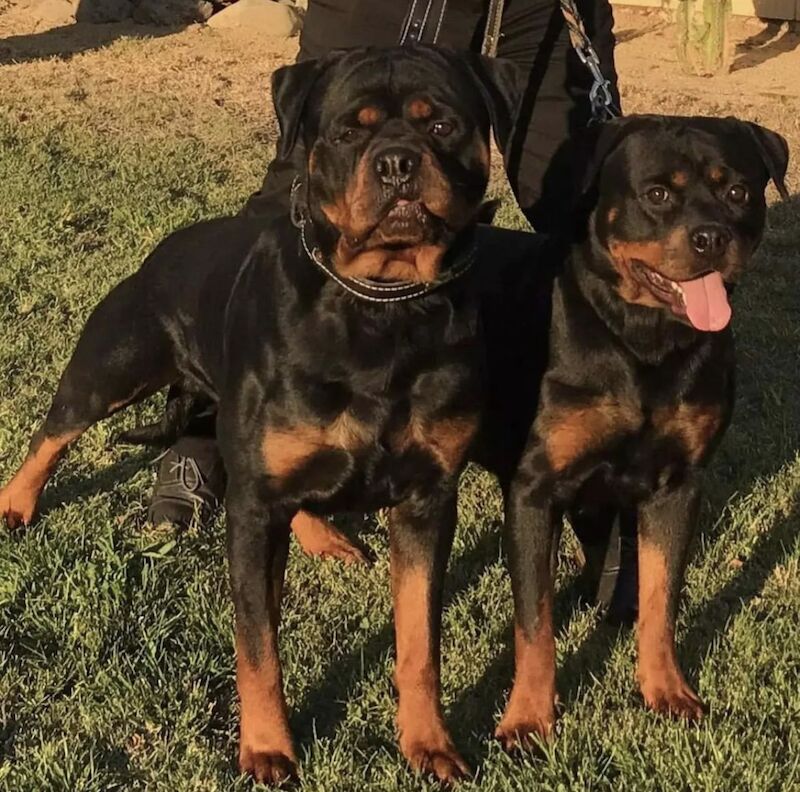 KC registered Champion bloodline Rottweiler puppies for sale in Mayhill, Swansea | Image 2