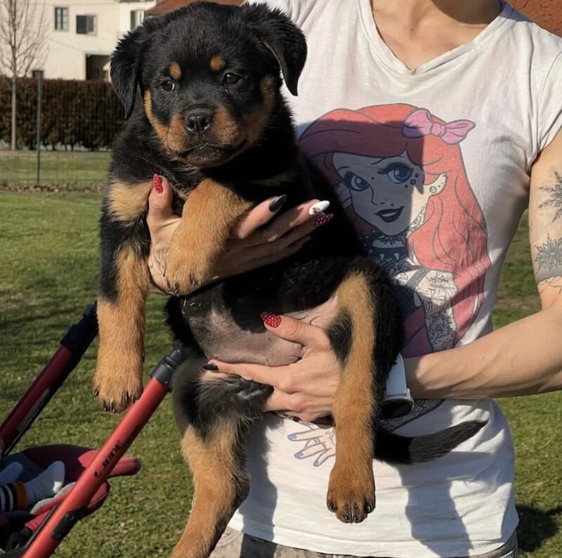 KC registered Champion bloodline Rottweiler puppies for sale in Mayhill, Swansea | Image 3