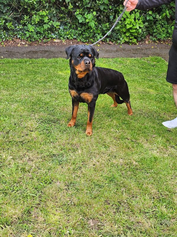 KC Registered Champion Bloodline Rottweiler Puppies For Sale in Rubery ...