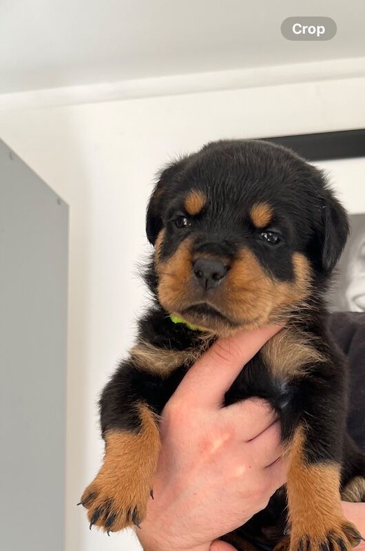 Rottweiler puppies for sale in Potters Bar, Hertfordshire – KC registered, 6 weeks old