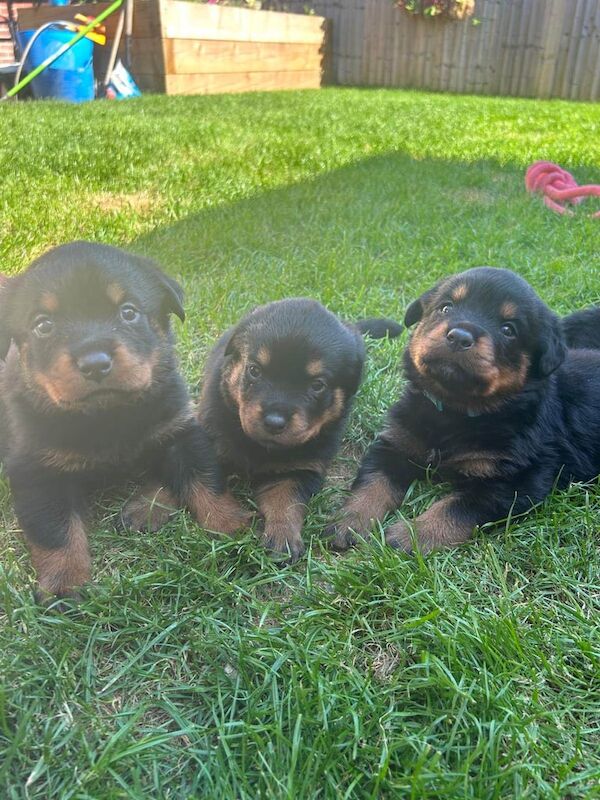 Rottweiler puppies for sale in Andover, Hampshire – KC registered, 7 weeks old
