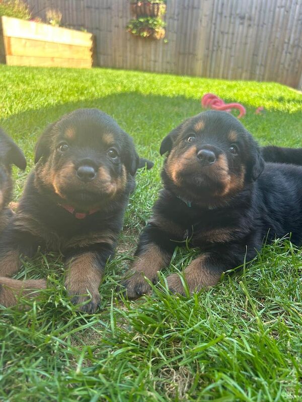 Rottweiler puppies for sale in Andover, Hampshire – KC registered, 7 weeks old - Image 2 of 5