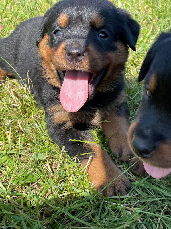Rottweiler puppies for sale in Andover, Hampshire – KC registered, 7 weeks old - Image 3 of 5