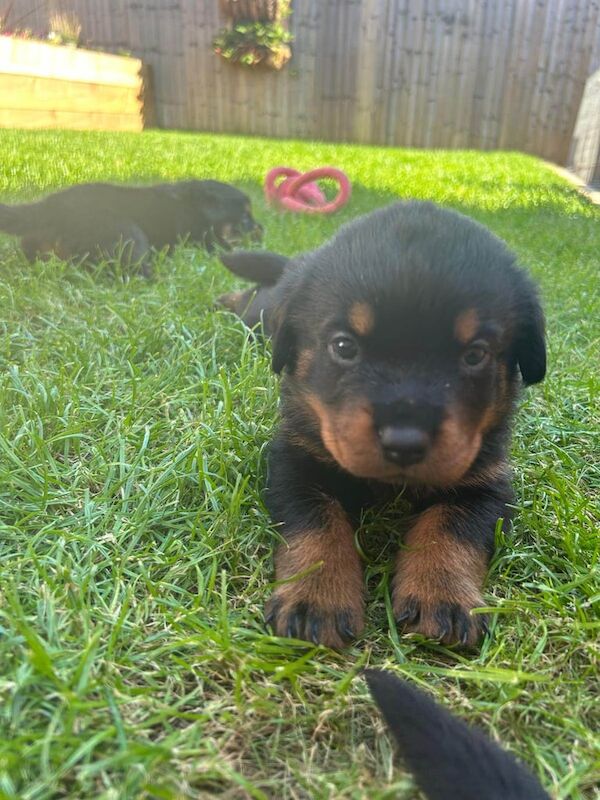 Rottweiler puppies for sale in Andover, Hampshire – KC registered, 7 weeks old - Image 4 of 5
