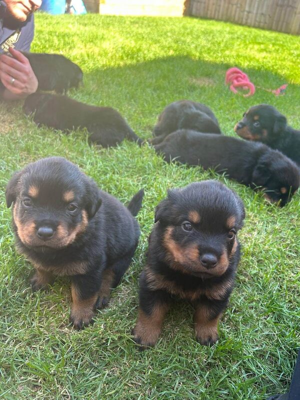 Rottweiler puppies for sale in Andover, Hampshire – KC registered, 7 weeks old - Image 5 of 5