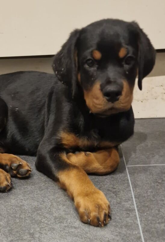 Kennel Club Registered Rottweiler Puppies For Sale
