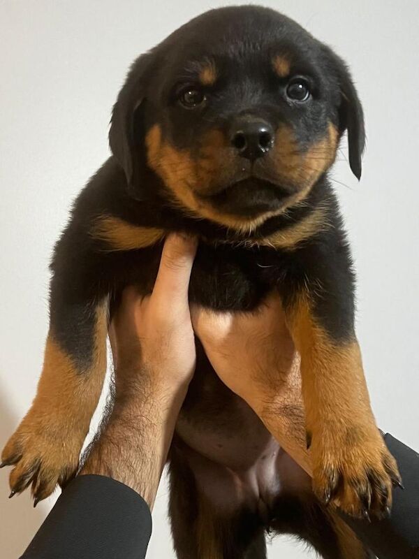 Rottweiler Puppies For Sale