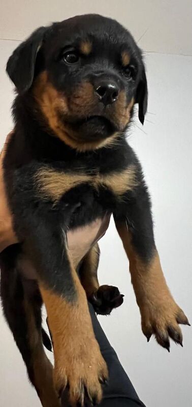 Kc registered rottweiler puppies - Image 2 of 6
