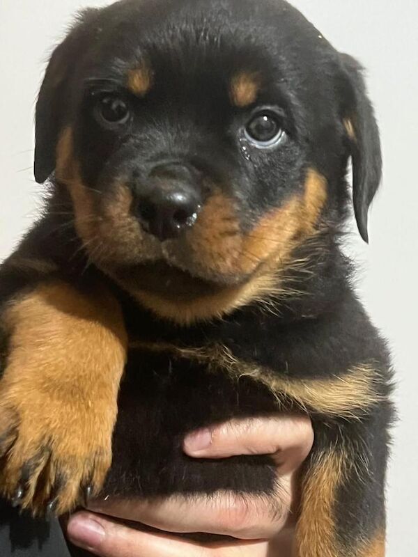 Kc registered rottweiler puppies - Image 3 of 6