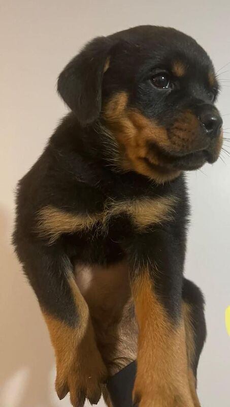 Kc registered rottweiler puppies - Image 4 of 6