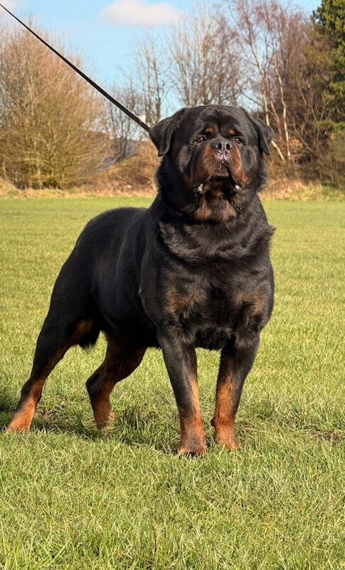 Kc registered rottweiler puppies - Image 6 of 6