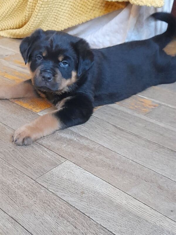 Rottweiler puppies for sale in Blackburn, Lancashire – 7 weeks old