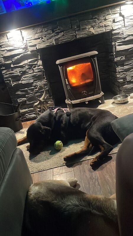 Rottweiler Puppies For Sale Under £1,000