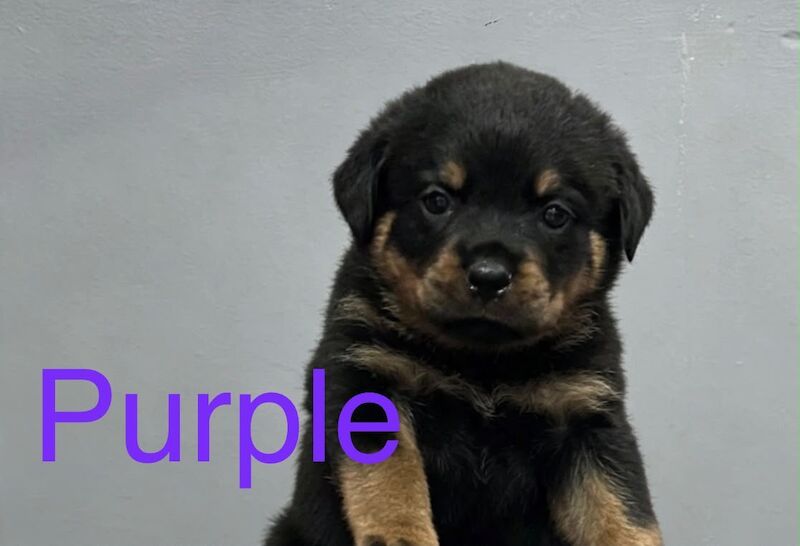 Kc rottweiler puppies