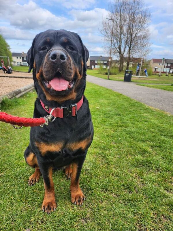 Rottweiler puppies for sale in Whitburn, West Lothian – KC registered, 2 weeks old - Image 3 of 5