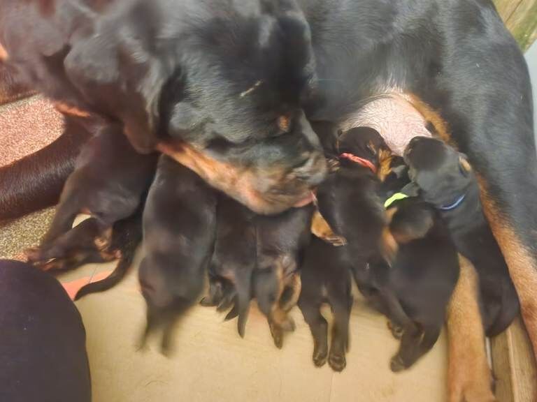 Rottweiler puppies for sale in Whitburn, West Lothian – KC registered, 11 weeks old