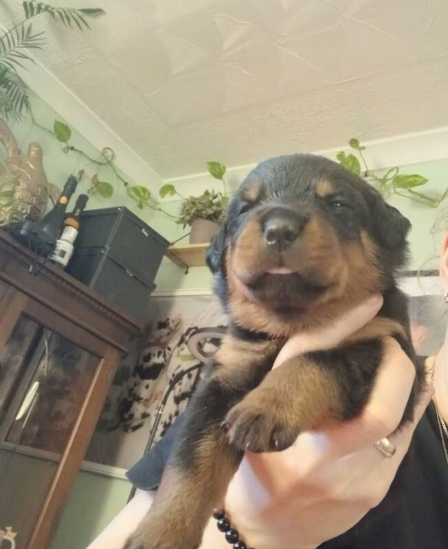 Rottweiler puppies for sale in Whitburn, West Lothian – KC registered, 3 weeks old - Image 2 of 3