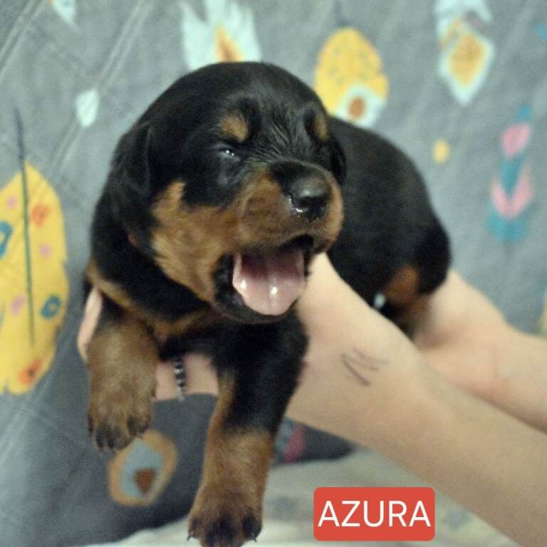 Rottweiler puppies for sale in Whitburn, West Lothian – KC registered, 3 weeks old - Image 3 of 3