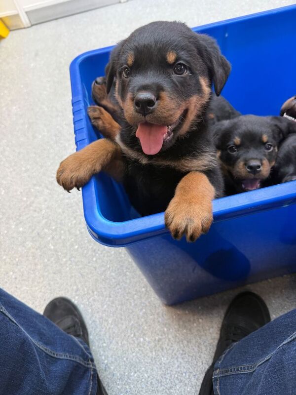 Rottweiler Puppies For Sale