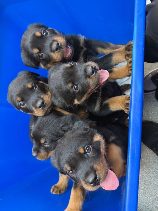 Kc Rottweiler puppies ready now ️️️ - Image 2 of 3
