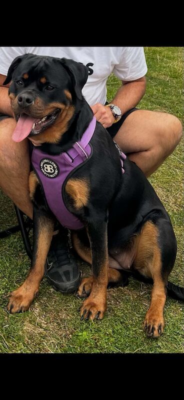 Kennel Club Registered Rottweiler Puppies For Sale