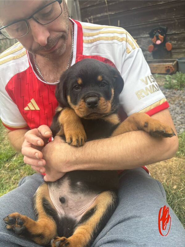Rottweiler puppies for sale in Hemel Hempstead, Hertfordshire – 1 year old