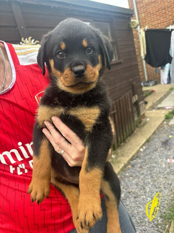 Last 2 beautiful boy and girl Rottweiler puppies for sale in Hemel Hempstead, Hertfordshire | Image 2