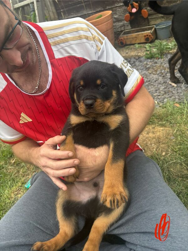 Last 2 beautiful boy and girl Rottweiler puppies for sale in Hemel Hempstead, Hertfordshire | Image 3