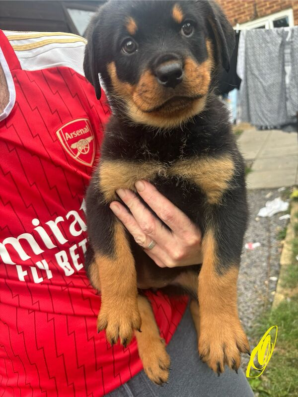Rottweiler puppies for sale in Hemel Hempstead, Hertfordshire – 1 year old - Image 4 of 4