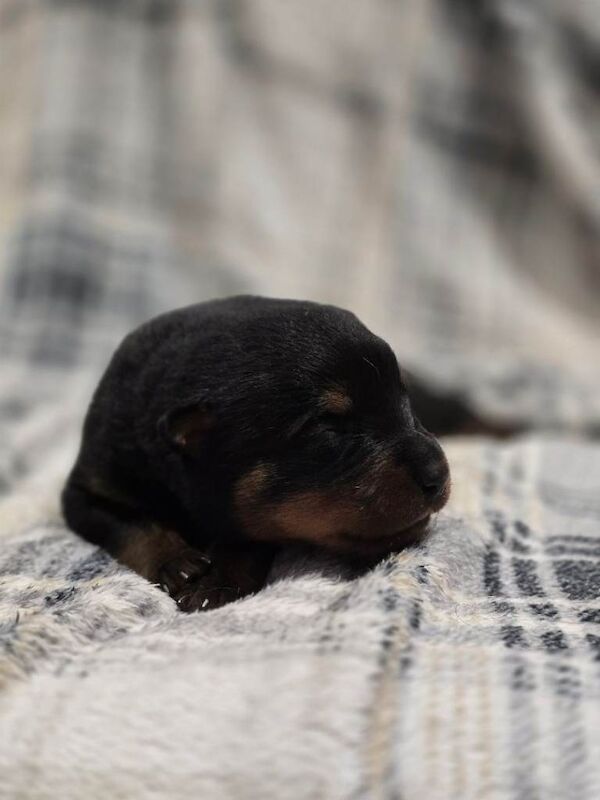 Last 2 boys available rottweiler