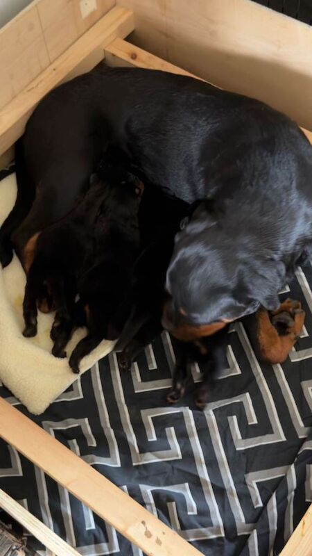 Kennel Club Registered Rottweiler Puppies For Sale