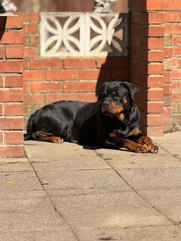 Limited Pedigree Registered Rottweiler Puppies - Image 2 of 5