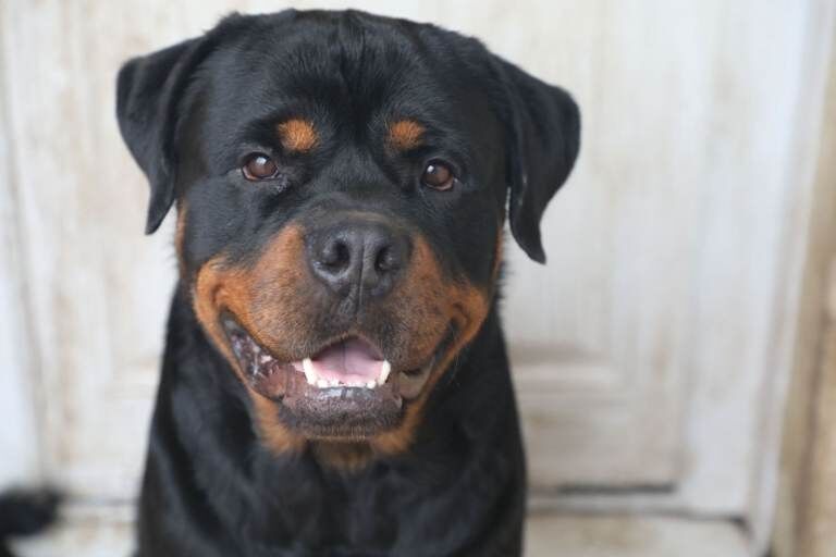 Limited Pedigree Registered Rottweiler Puppies - Image 3 of 5