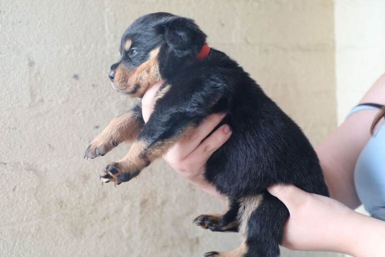 Limited Pedigree Registered Rottweiler Puppies - Image 4 of 5
